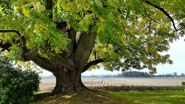 American Black Walnut Tree